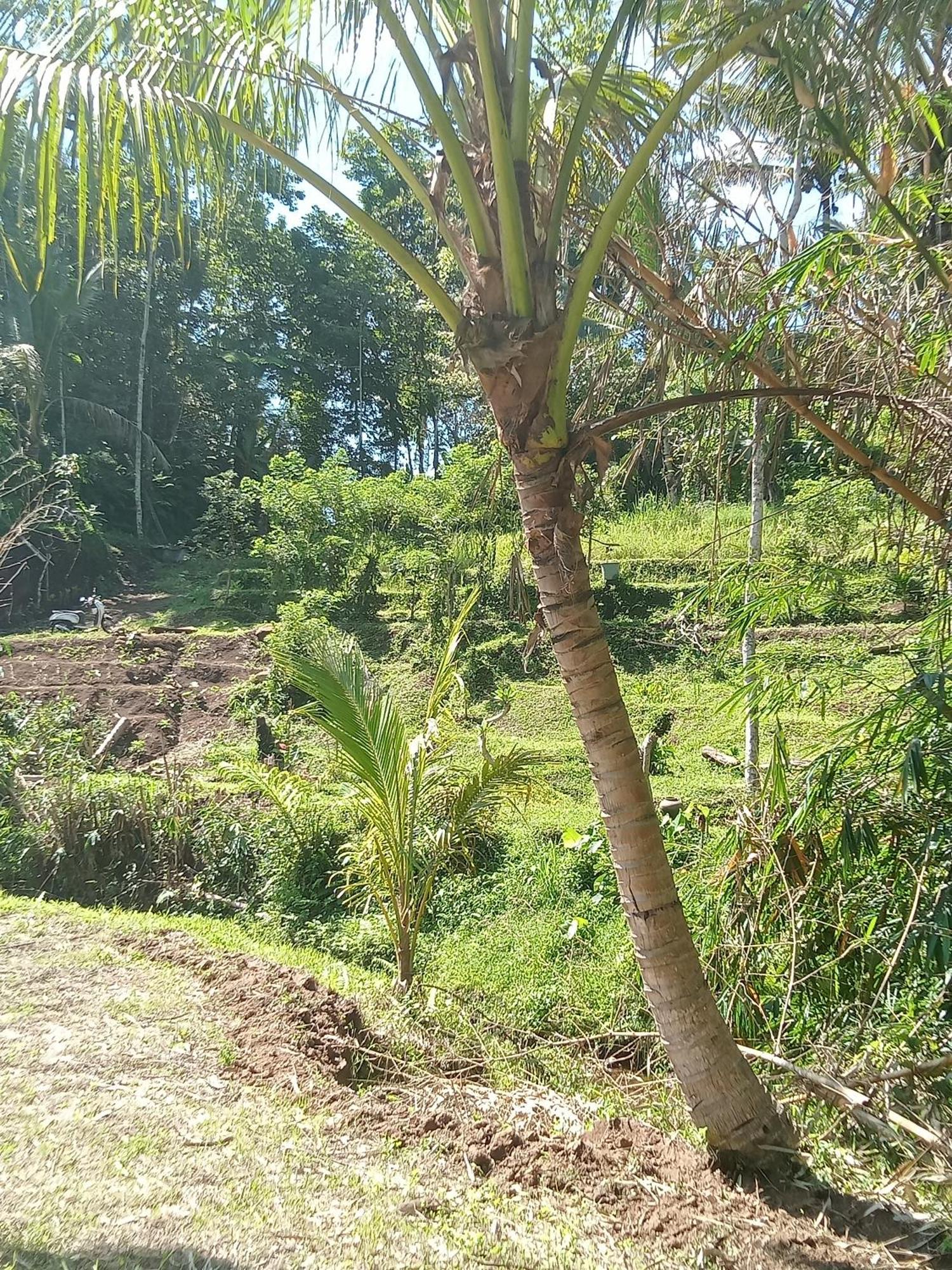 Duegoal Farmhouse Jatiluwih Exterior foto