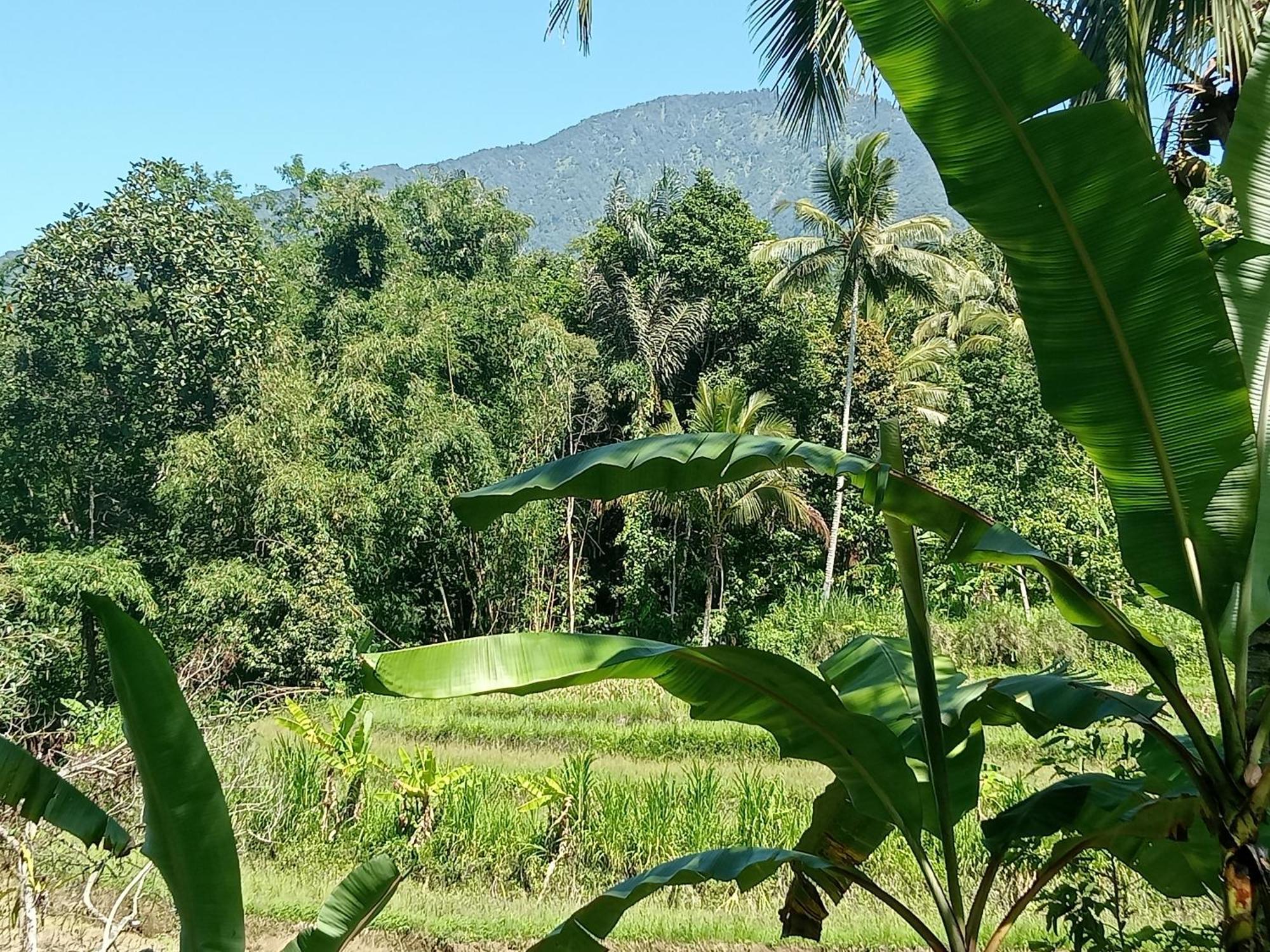 Duegoal Farmhouse Jatiluwih Exterior foto