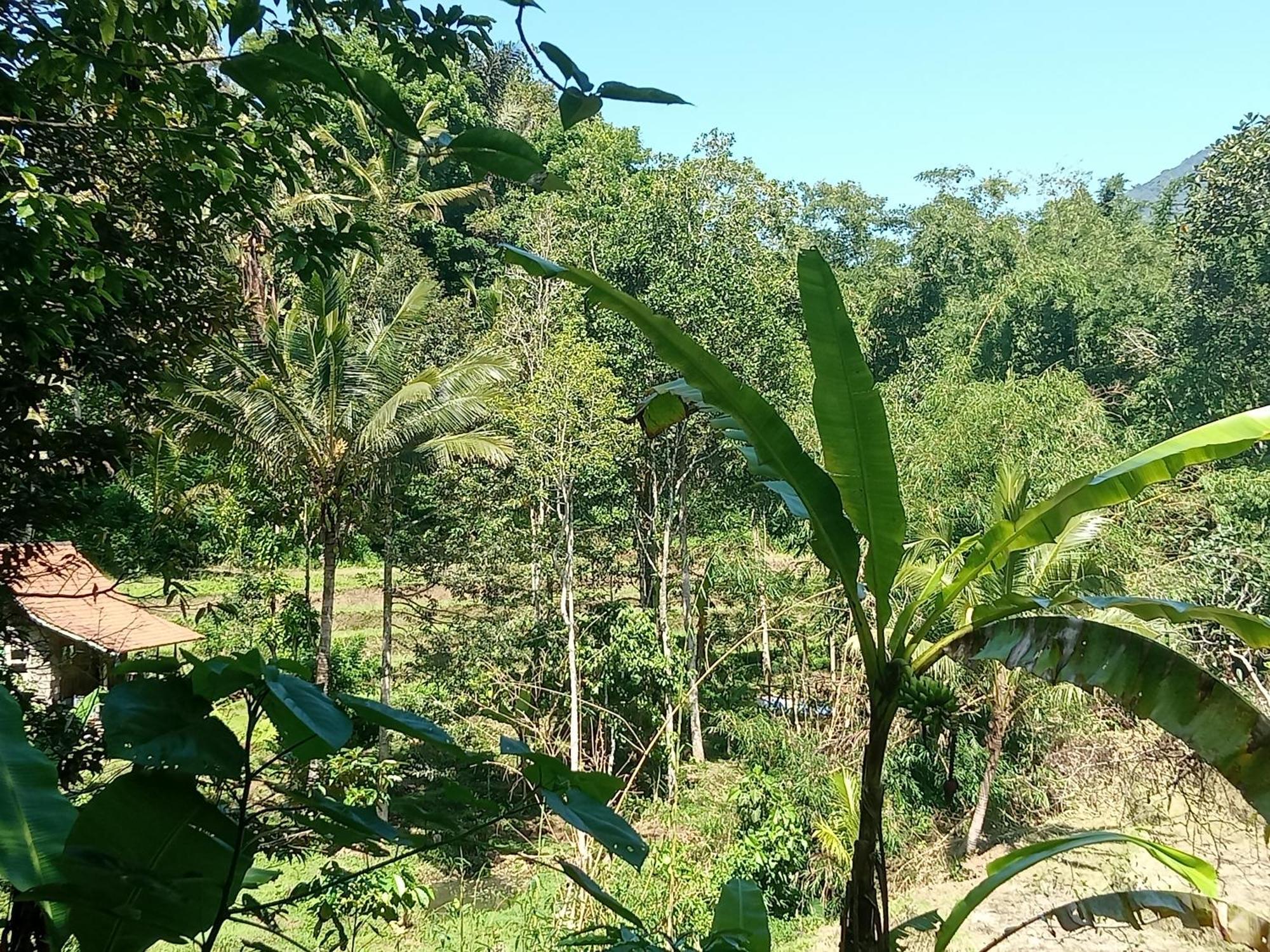 Duegoal Farmhouse Jatiluwih Exterior foto