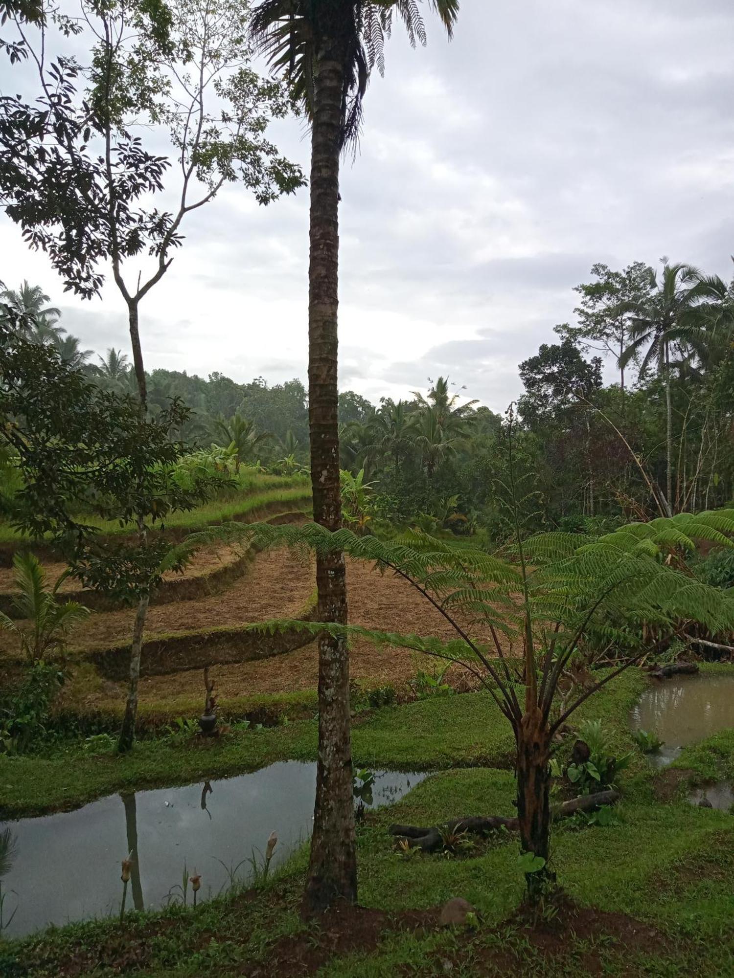 Duegoal Farmhouse Jatiluwih Exterior foto